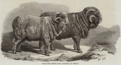 純粋なサクソンメリノラム、ブレスラウで展示 作： Samuel John Carter